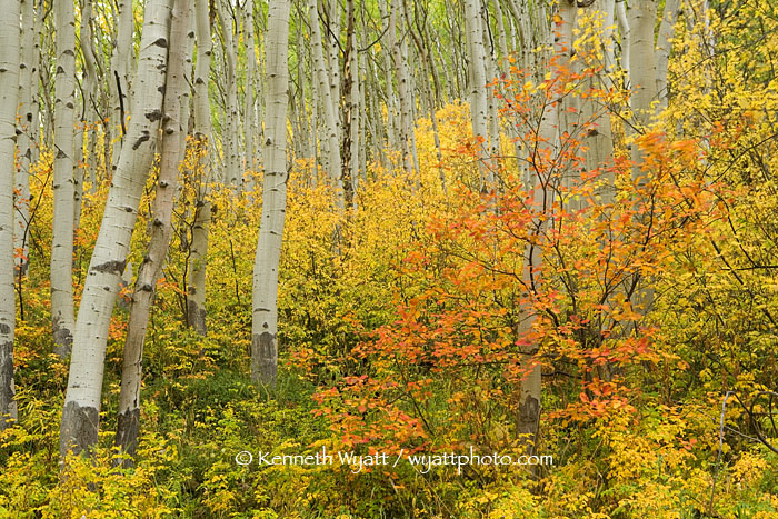 fall color, Colorado, aspen, color, fall, trees photo